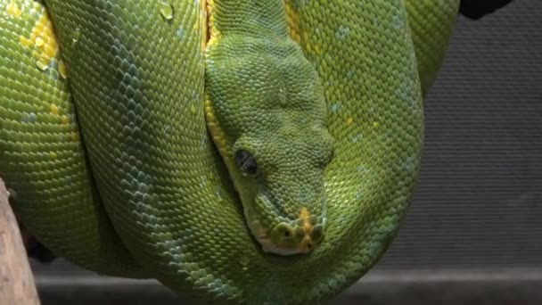 Morelia viridis, communément appelé python vert 