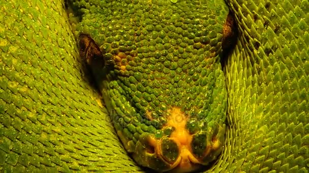 緑の木 python 通称 Morelia viridis — ストック動画