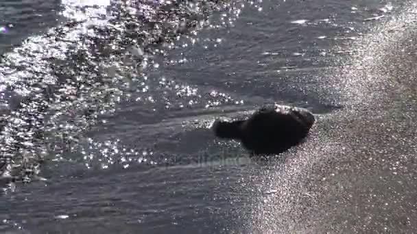 Reflejos del sol en el agua, luz, deslumbramiento, el sol en el mar — Vídeo de stock