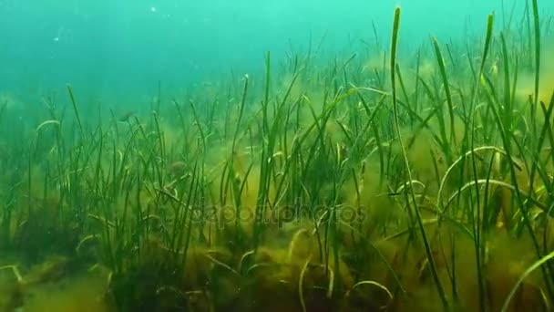 Zostera (Zostera marina) ) — стоковое видео