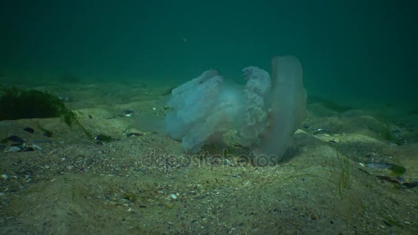 Баррель медузы (Rhizostoma pulmo) умирает — стоковое видео
