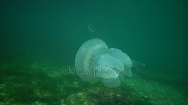 Medusas de barril (Rhizostoma pulmo) muere — Vídeos de Stock