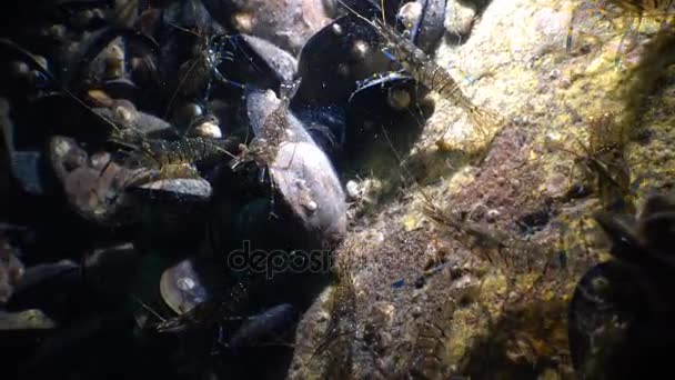 营养的虾 （脊尾白虾线虫）。黑海 — 图库视频影像