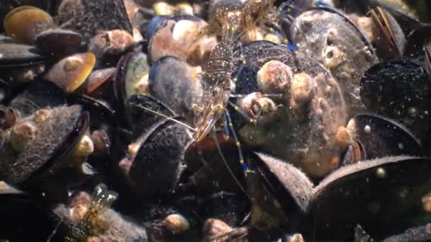 Nutrição do Camarão (Palaemon elegans). Mar Negro — Vídeo de Stock