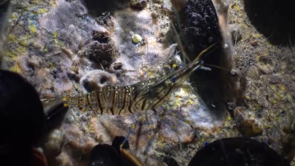 Ernährung von Garnelen (palaemon elegans). Schwarzes Meer — Stockvideo