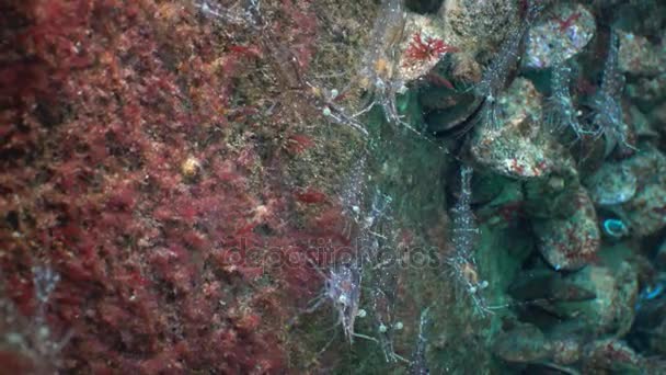 Nutrizione di Gamberi (Palaemon elegans). Mar Nero — Video Stock