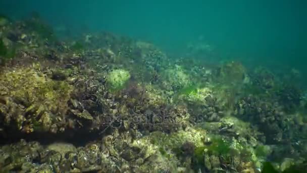 Zelené řasy, mušle a ryby v mělkých vodách v černém moři — Stock video