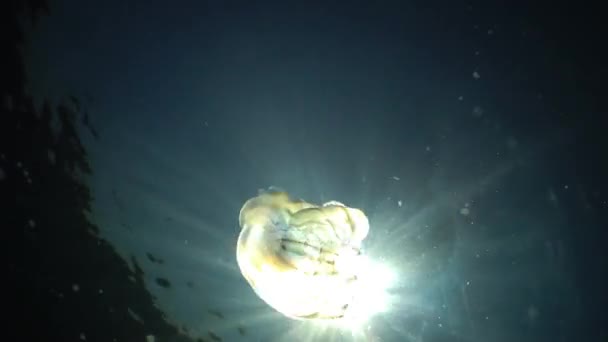 Ctenophores, envahisseur de peigne à la mer Noire, méduses Mnémiopsis leidy. Ukraine