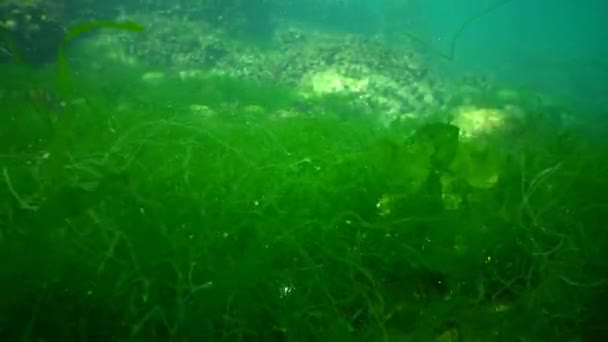 Algas verdes del Mar Negro . — Vídeos de Stock
