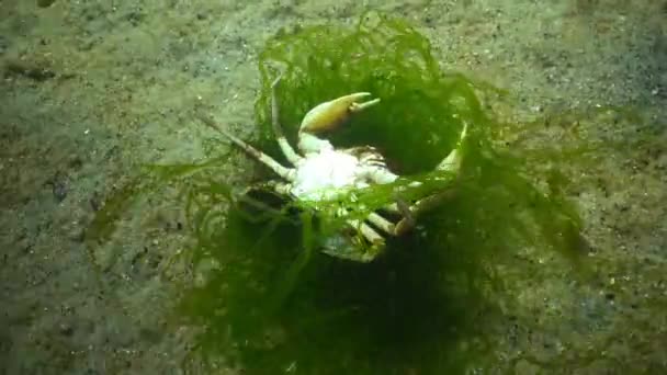 Swimming crab (Macropipus holsatus) — Stock Video