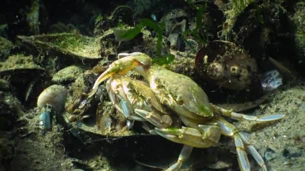 Crabe nageur (Macropipus holsatus) ) — Video