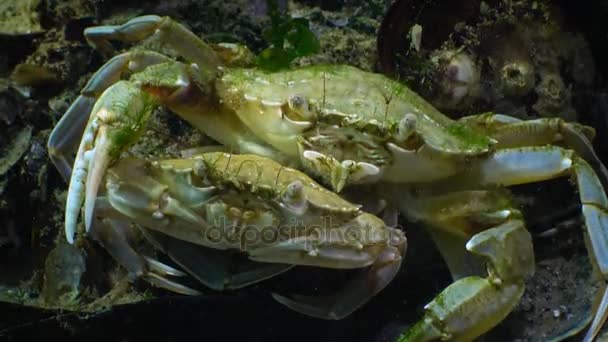 Crabi de înot (Macropipus holsatus ) — Videoclip de stoc
