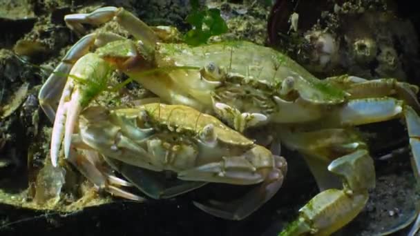 三疣梭子蟹 (Macropipus holsatus) — 图库视频影像