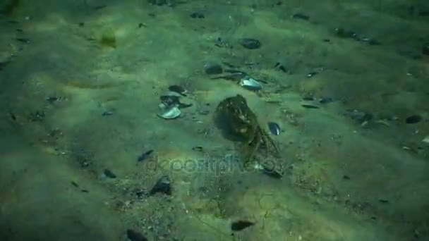 Big Green crab (Carcinus maenas) walking along bottom — Stock Video