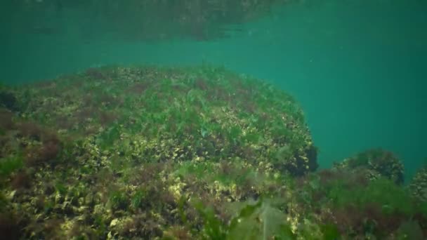 Yeşil algler Karadeniz'in. Enteromorpha ve Cladophora — Stok video
