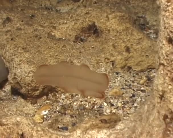 Das räuberische Kammgelee beroe ovata schwimmt in der Sonne — Stockvideo