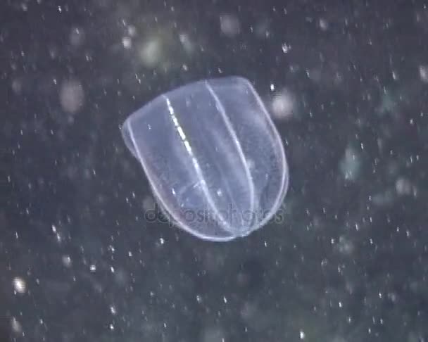 The predator sisir jelly Beroe ovata mengapung di bawah sinar matahari — Stok Video