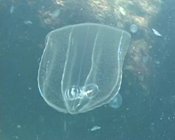 A ragadozó Fésűs medúza-faj napjainkban maga is úszik a nap — Stock videók