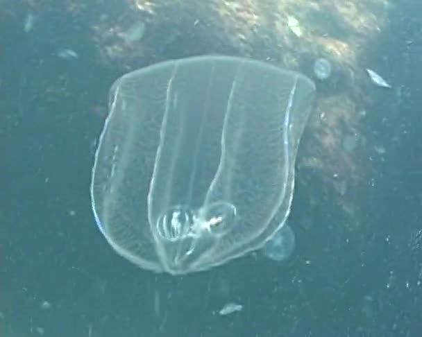 De roofzuchtige comb jelly Beroe Stara Zagora ovata drijft in de zon — Stockvideo