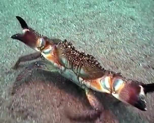 Eriphia verrucosa, manchmal auch Warzenkrabbe oder Gelbe Krabbe genannt. Schwarzes Meer, Ukraine — Stockvideo