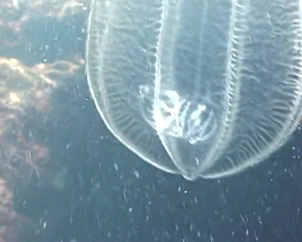 De roofzuchtige comb jelly Beroe Stara Zagora ovata drijft in de zon — Stockvideo