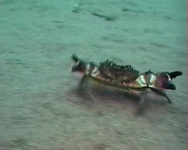 酋妇疣状，有时被称为疣蟹或黄色螃蟹。黑海，乌克兰 — 图库视频影像