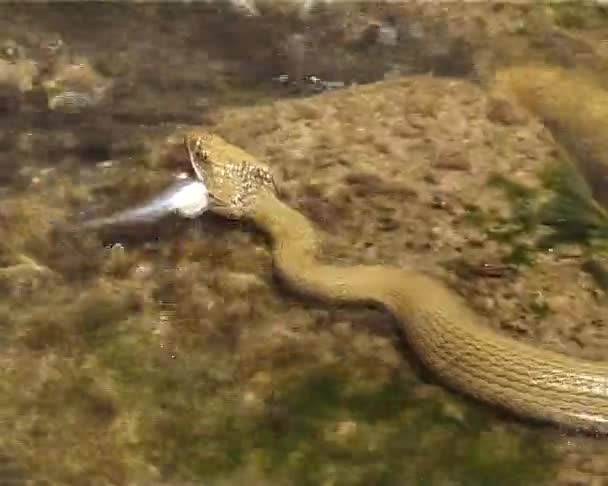 La serpiente de los dados (Natrix tessellata ). — Vídeos de Stock