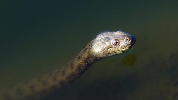 A cobra de dados (Natrix tessellata ). — Vídeo de Stock