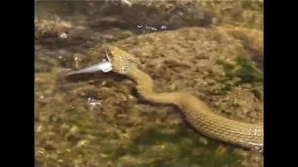 A cobra de dados (Natrix tessellata ). — Vídeo de Stock