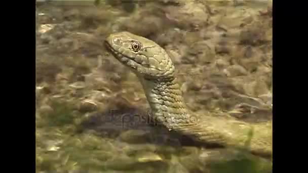 La serpiente de los dados (Natrix tessellata ). — Vídeo de stock