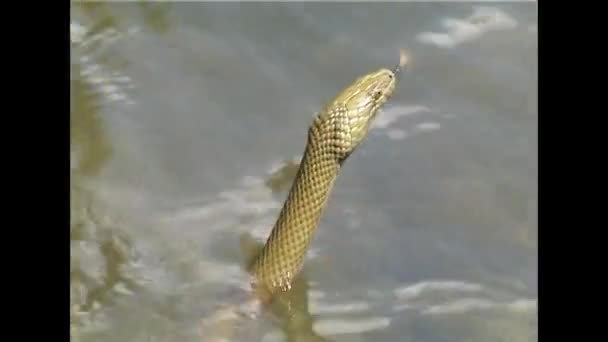 Il serpente dei dadi (Natrix tessellata ). — Video Stock