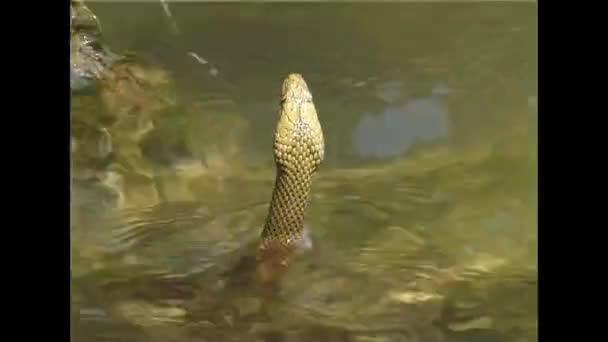 The dice snake (Natrix tessellata). — Stock Video