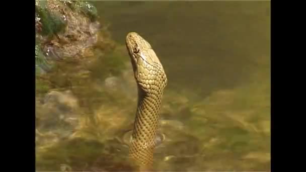 Змія кісток ( Natrix Tesellata ). — стокове відео