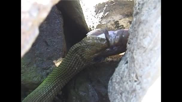 De slang van dobbelstenen (Natrix tessellata). — Stockvideo