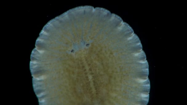 해양 편, planaria, 유리에 크롤 링 — 비디오