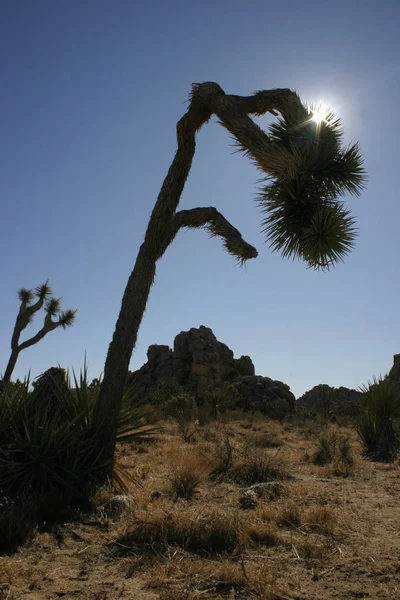 Yucca y cactus en el desierto de Arizona, EE.UU. — Foto de Stock