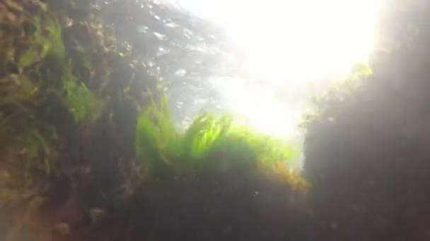 Verde marino (Enteromorpha intestinalis) y algas rojas (Porphira leucostica) en el Mar Negro — Vídeo de stock