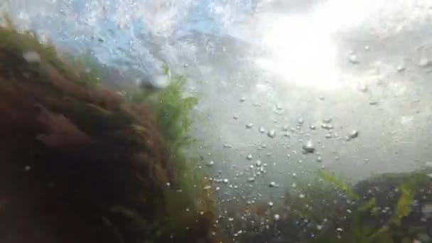 Verde marino (Enteromorpha intestinalis) y algas rojas (Porphira leucostica) en el Mar Negro — Vídeo de stock