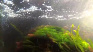 Deniz yeşili (Enteromorpha intestinalis) ve Karadeniz'de kırmızı algler (Porphira leucostica)