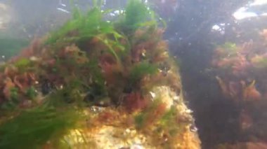 Deniz yeşili (Enteromorpha intestinalis) ve Karadeniz'de kırmızı algler (Porphira leucostica)