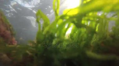 Deniz yeşili (Enteromorpha intestinalis) ve Karadeniz'de kırmızı algler (Porphira leucostica)