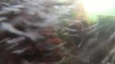 Deniz yeşili (Enteromorpha intestinalis) ve Karadeniz'de kırmızı algler (Porphira leucostica)