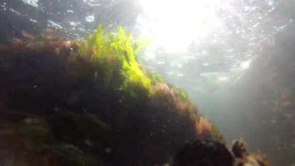Verde marino (Enteromorpha intestinalis) e alghe rosse (Porphira leucostica) nel Mar Nero — Video Stock