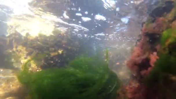 Verde marino (Enteromorpha intestinalis) e alghe rosse (Porphira leucostica) nel Mar Nero — Video Stock