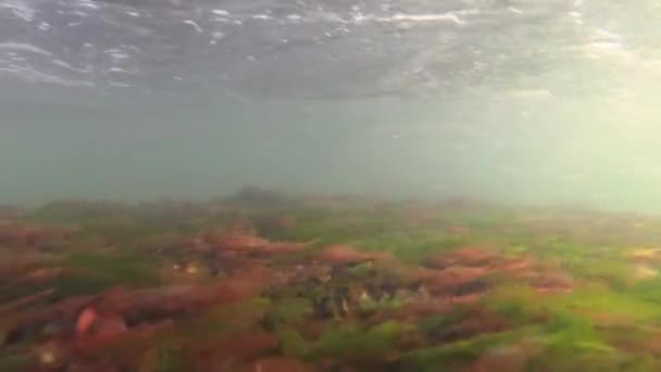 바다 (Enteromorpha intestinalis) 녹색과 빨강 조류 (Porphira leucostica) 검은 바다 — 비디오