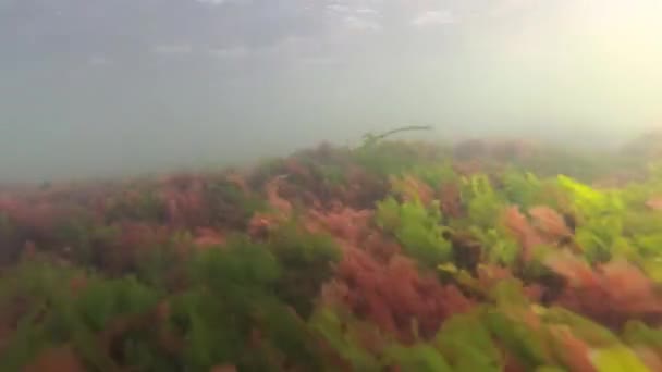 Verde marino (Enteromorpha intestinalis) e alghe rosse (Porphira leucostica) nel Mar Nero — Video Stock