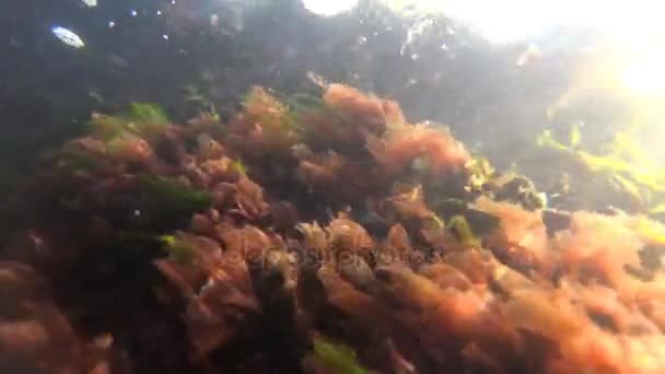 바다 (Enteromorpha intestinalis) 녹색과 빨강 조류 (Porphira leucostica) 검은 바다 — 비디오