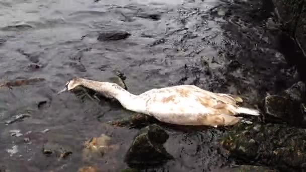 Young Swan died. Dead bird on the beach, Black Sea — Stok video