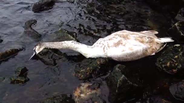 Unge Swan är död. Död fågel på stranden — Stockvideo