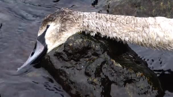 El joven Swan murió. Ave muerta en la playa — Vídeos de Stock